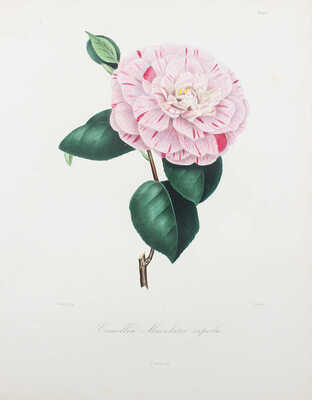 [Берлез Л. Иконография рода камелий или описание и изображения самых красивых и редких камелий...В 3 т.]